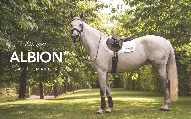 Albion Saddlemakers logo