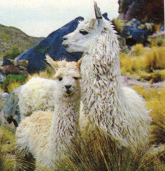 Jennifer Gay Alpaca Knitwear logo