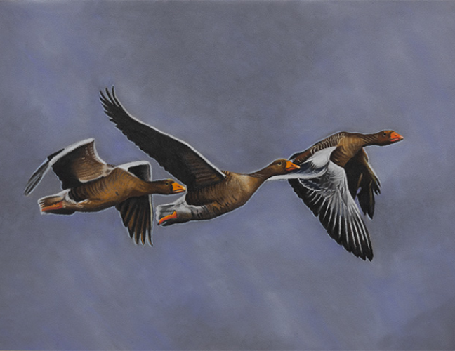 Lynsey Isles Wildlife Art logo