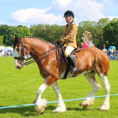 Ridden Clydesdale TBC