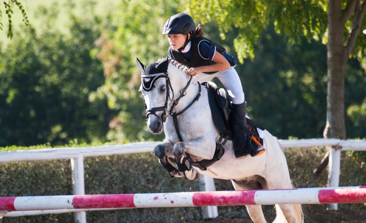 White horse jumping bar fence