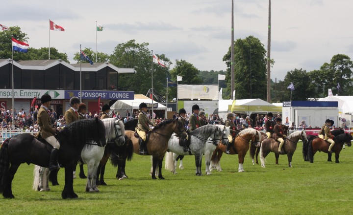 Native pony breed show