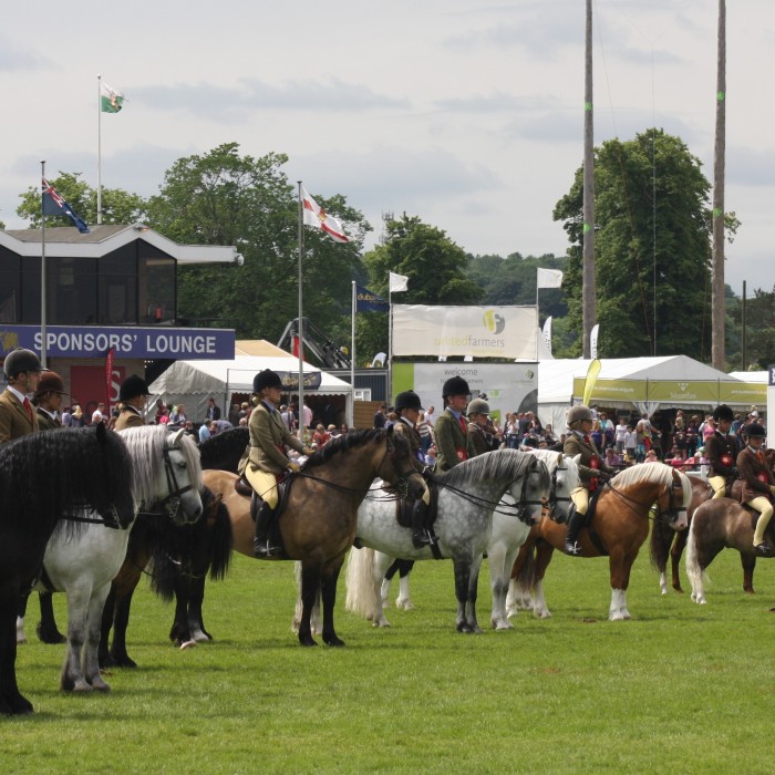 Native pony breed show