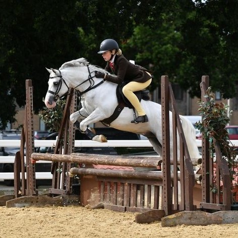 Native pony breed show