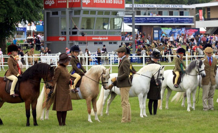 Native pony breed show