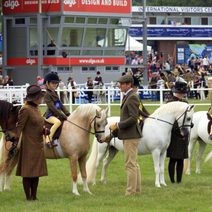 Native pony breed show