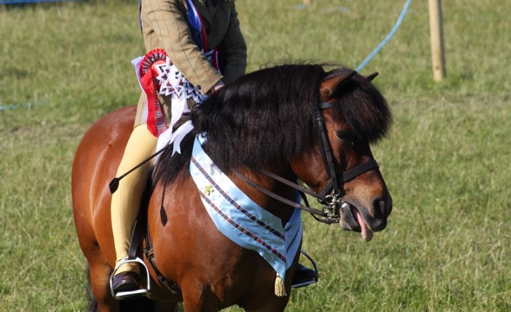 Native pony breed show