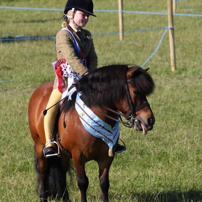 Native pony breed show