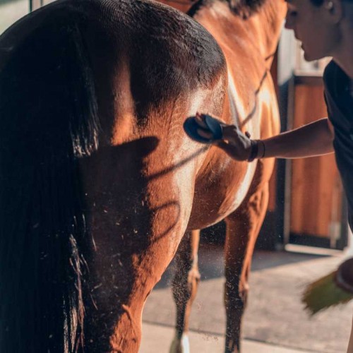 adobe stock for Equestrian welfare