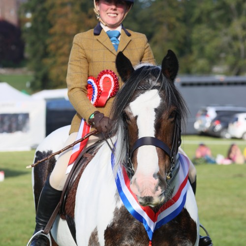 Ridden and working Hunter Show horse trials at Scone Palace