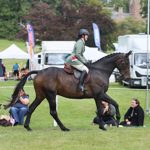Retraining of Racehorses at Scone Palace