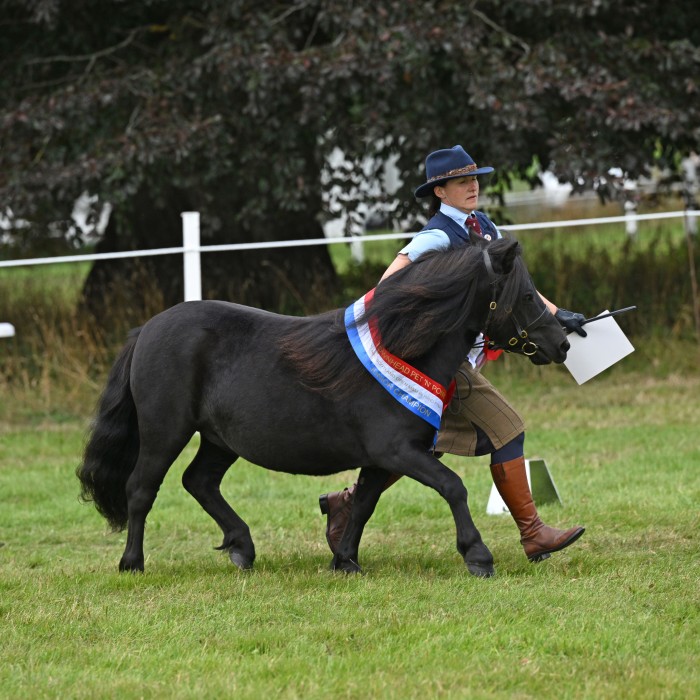 National Pony Society Mini Champions
