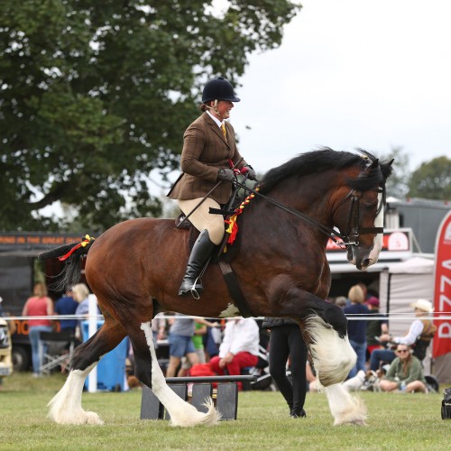 Native Breed Show at Scone Palace showing classes of Scotland’s native breeds the Highland Pony and the Clydesdale