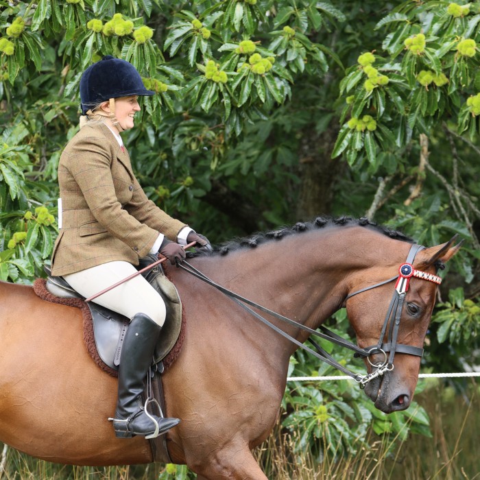 Retraining of Racehorses