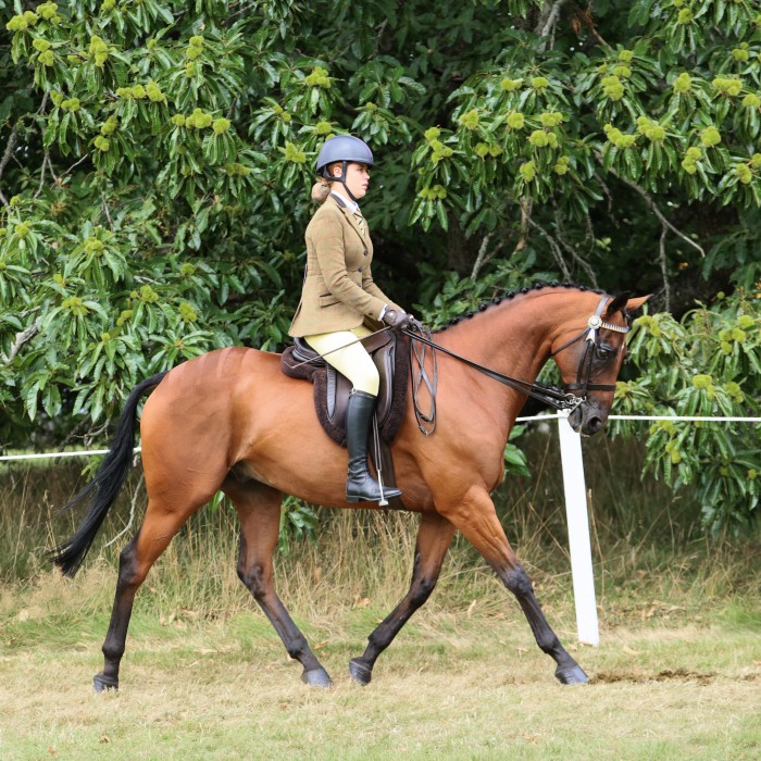 Retraining of Racehorses