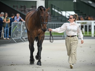 First horse inspection