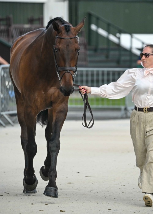 First horse inspection