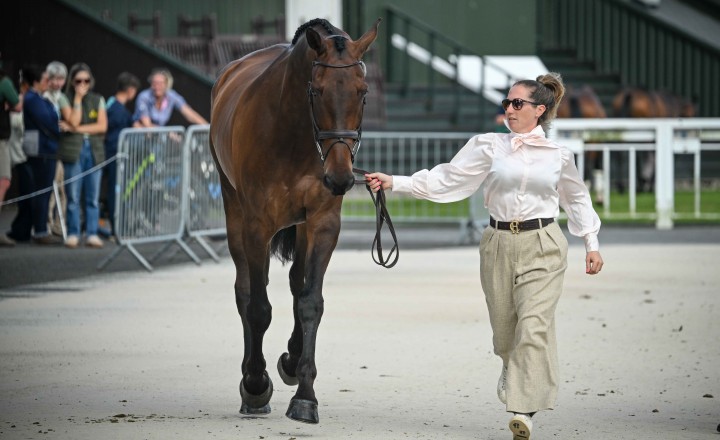 First horse inspection