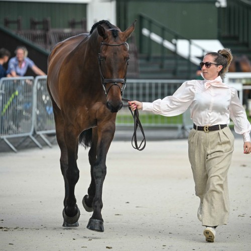 First horse inspection