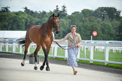First horse inspection