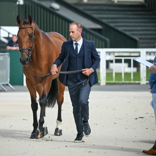 First horse inspection