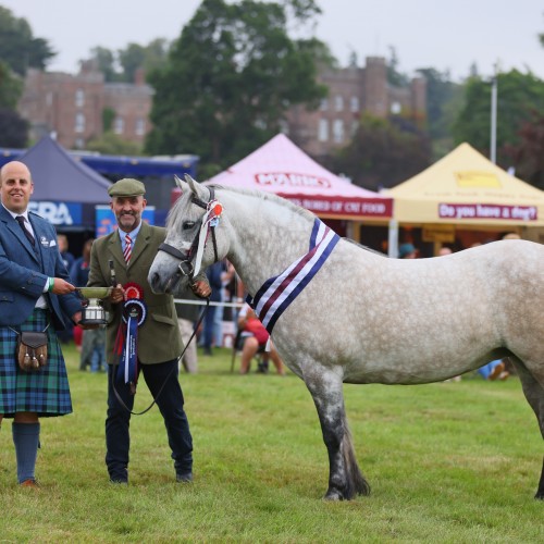 Brodie Of Foreglen at Scone Palace International Horse Trials